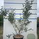 Viburnum burkwoodii 125-150 cm 20L