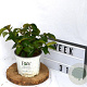 Viburnum Shiny Dancer 30-40 cm 3,0L