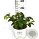 Viburnum Shiny Dancer 30-40 cm 3,0L