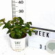 Viburnum Shiny Dancer 30-40 cm 3,0L