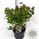 Viburnum tinus 40-60 cm 5,0L