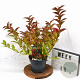 Weigela All Summer Red 30-40 cm 3,0L