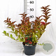 Weigela All Summer Red 30-40 cm 3,0L