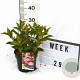 Weigela 'Minuet' 30-40 cm 3,0L