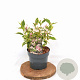 Weigela 'Nana Variegata' 30-40 cm 3,0L