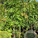 Wisteria sinensis 'Prolific' 175-200 cm 5,0L