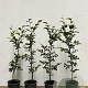 Fagus sylvatica 80-100 cm 2,5L