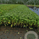 Geranium macrorrhizum GM P9