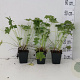 Geranium macrorrhizum GM P9