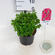 Azalea (J) 'Anouk' 20-25 cm 2,0L