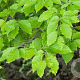 Fagus japonica 50-60 cm 5,0L