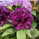Rhododendron Dramatic Dark 30-40 cm 5,0L struik