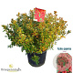 Rhododendron (AJ) 'Radja' 50-60 cm 20L