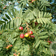Sorbus domestica 14-16 HO draadkluit