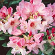 Rhododendron 'Virginia Richards' 30-40 cm 5,0L struik