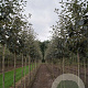 Sorbus intermedia 'Brouwers' 12-14 HO draadkluit