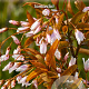 Amelanchier lamarckii 45-50 cm 4,5L