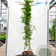 Clematis 'Jackmanii' 175-200 cm 20L 3 stok
