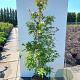 Cornus hongkongensis 200-250 cm 20L