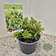 Ilex crenata 'Stokes' 20 cm 2,5L