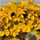 Parthenocissus q. 'Yellow Wall' 200-250 cm 30L 3 stok