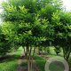 Styphnolobium japonicum 12-14 HO draadkluit