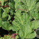Rheum rhab. 'Canada Red' GM c20