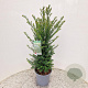 Taxus baccata 45-50 cm 4,5L