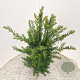 Taxus baccata 45-50 cm 4,5L