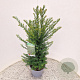 Taxus baccata 45-50 cm 4,5L