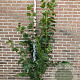 Viburnum opulus 'Roseum' 150-175 cm 20L