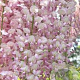 Wisteria flor. 'Honbeni' 110-120 cm rozenpot 2L