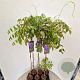 Wisteria sinensis 110-120 cm rozenpot 2L