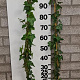 Hedera hibernica 100-125 cm 2,0L 3-5 tak