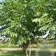 Tetradium daniellii 300-350 cm draadkluit