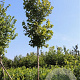 Tilia cordata 14-16 HO draadkluit