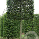 Tilia cordata 'Rancho' 20-25 cm draadkluit 210 cm stam schermvorm