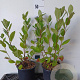 Aronia melanocarpa 50-60 cm 2,0L