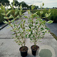 Cornus alba 'Elegantissima' 60-80 cm 2,0L