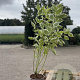 Cornus alba 'Elegantissima' 60-80 cm 2,0L