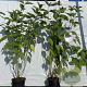 Cornus alba 60-80 cm 2,0L