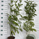 Cornus alba 60-80 cm 2,0L