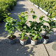 Corylus avellana 40-60 cm 2,0L