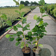 Corylus avellana 50-70 cm 2,0L