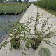 Cotoneaster franchetii 40-60 cm 2,0L