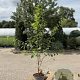 Crataegus monogyna 40-60 cm 2,0L