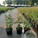 Crataegus monogyna 40-60 cm 2,0L