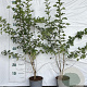 Crataegus monogyna 40-60 cm 2,0L