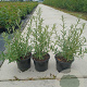 Hippophae rhamnoides 30-40 cm 2,0L