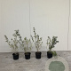 Hippophae rhamnoides 40-60 cm 2,0L